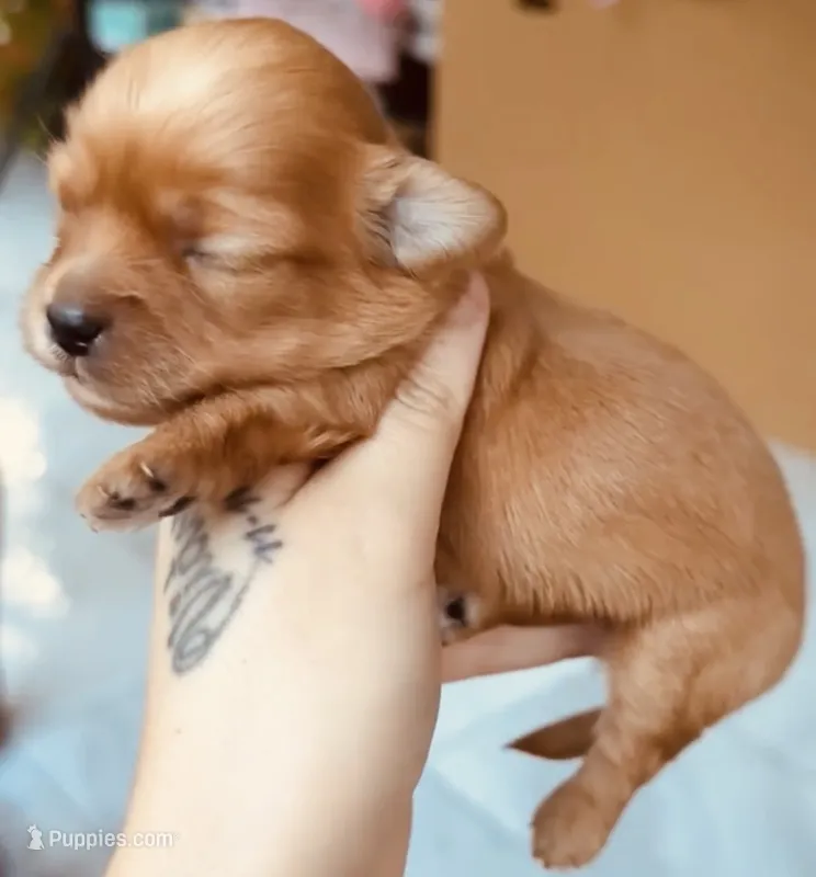 Michael Jackson – Shih Tzu, Poodle - Toy  puppy for sale in Jonesboro, GA