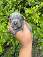 Mrs.Puff, a female American Bully for sale in Jonesboro, GA – 2 of 2