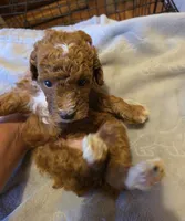 Shelby, a female Poodle - Toy  for sale in Jonesboro, GA – 1 of 1