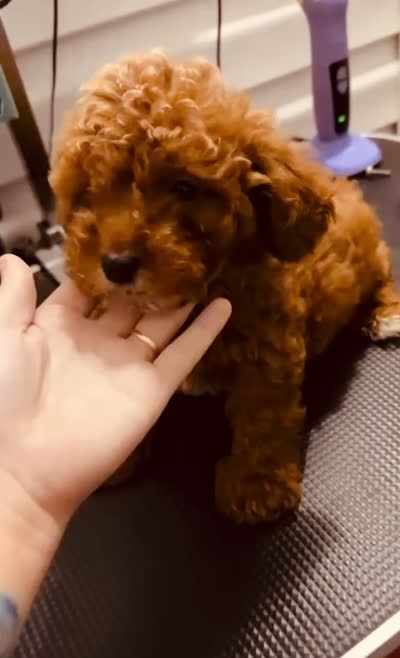 Bacon, a male Poodle - Toy  for sale in Jonesboro, GA – 3 of 3