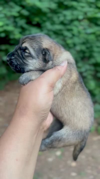 Raquel, a female German Shepherd Dog for sale in Jonesboro, GA – 3 of 3