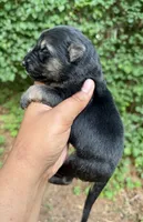 Bagheera, a male German Shepherd Dog for sale in Jonesboro, GA – 2 of 3
