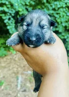 Raksha, a female German Shepherd Dog for sale in Jonesboro, GA – 1 of 3