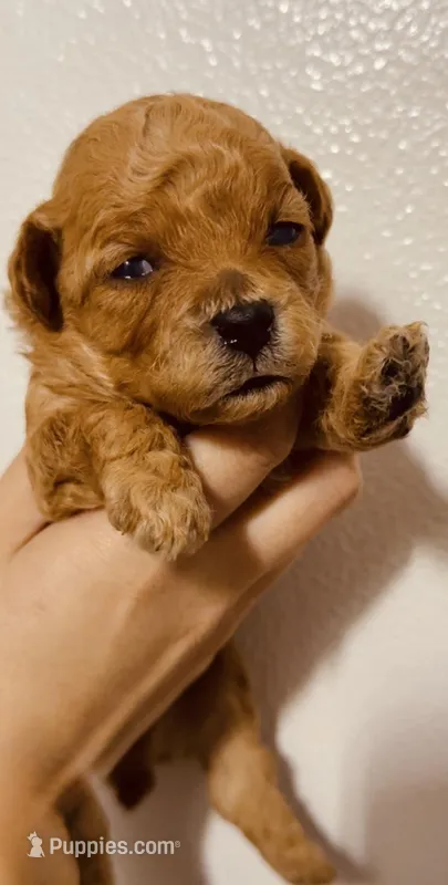 Baby Sun – Poodle - Toy  puppy for sale in Jonesboro, GA