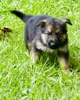 Rama, a male German Shepherd Dog for sale in Jonesboro, GA – 1 of 5