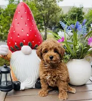 Valentino, a male Poodle - Toy  for sale in Jonesboro, GA – 1 of 3