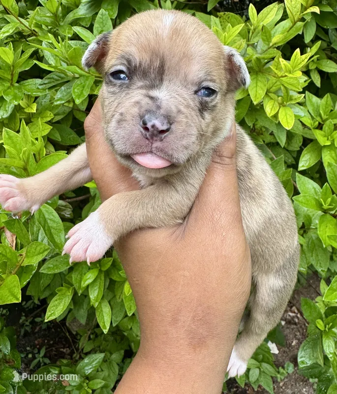 Sandy Cheeks – American Bully puppy for sale in Jonesboro, GA