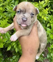 Sandy Cheeks, a female American Bully for sale in Jonesboro, GA – 1 of 2