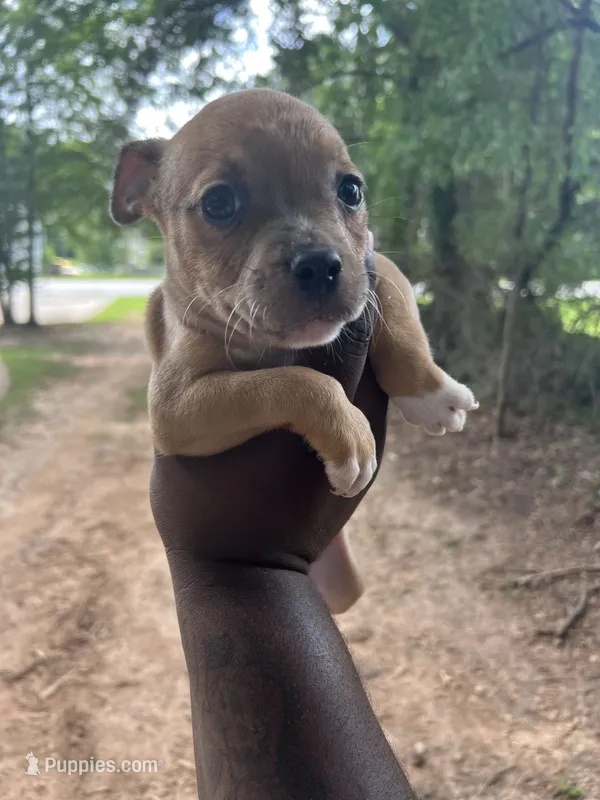 Sandy Cheeks – American Bully puppy for sale in Jonesboro, GA