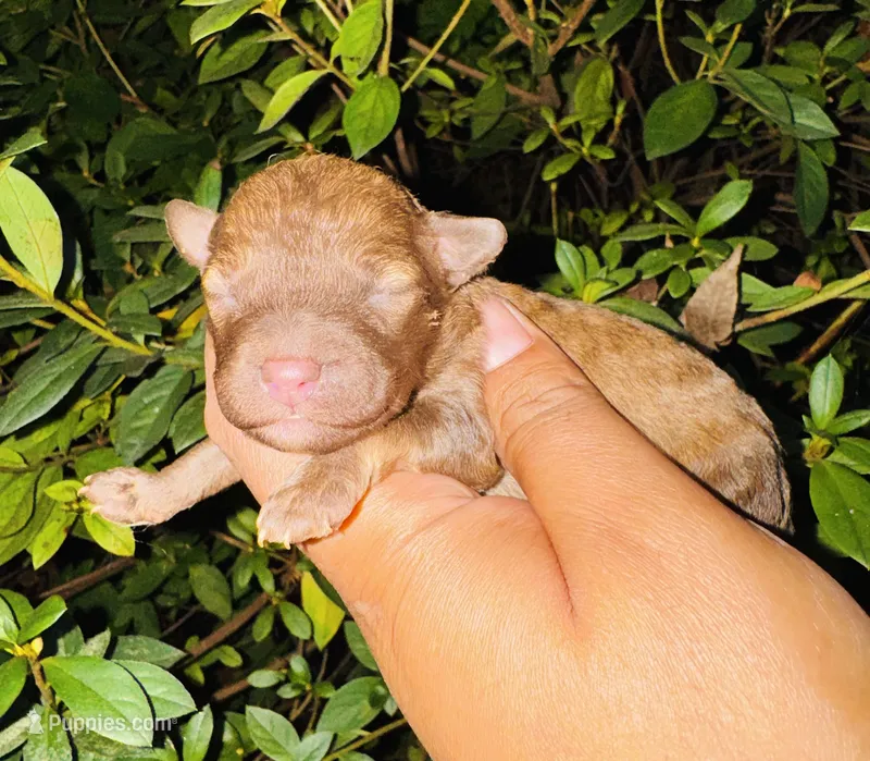 Coffee – Poodle - Toy  puppy for sale in Jonesboro, GA