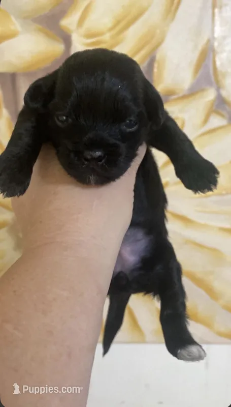 Elastagirl – Shihpoo puppy for sale in Jonesboro, GA