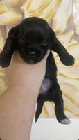 Elastagirl, a female Shihpoo for sale in Jonesboro, GA – 1 of 1