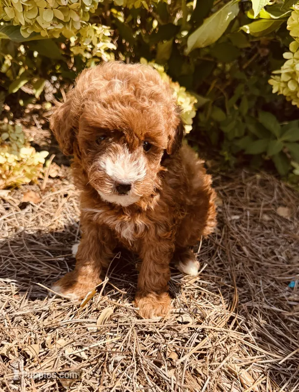 Shelby – Poodle - Toy  puppy for sale in Jonesboro, GA