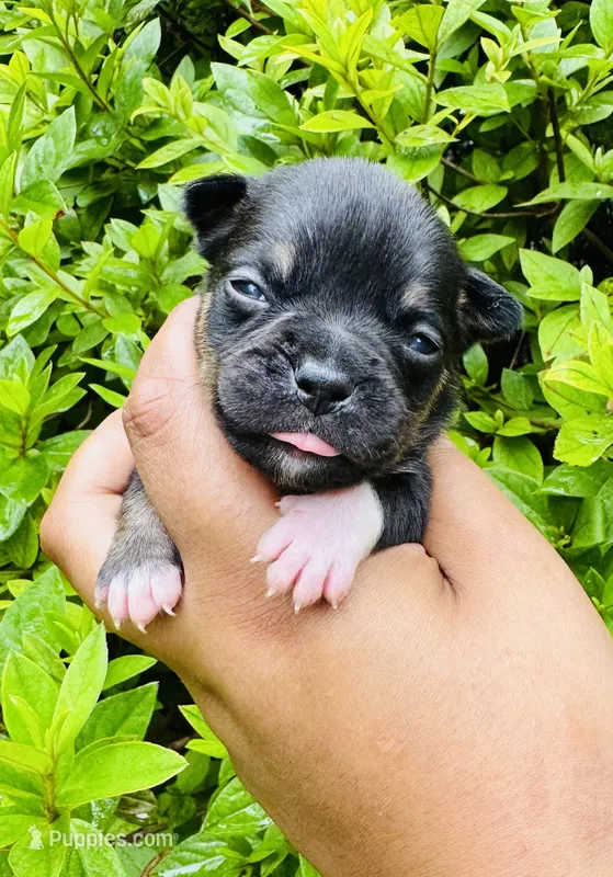 Patrick – American Bully puppy for sale in Jonesboro, GA