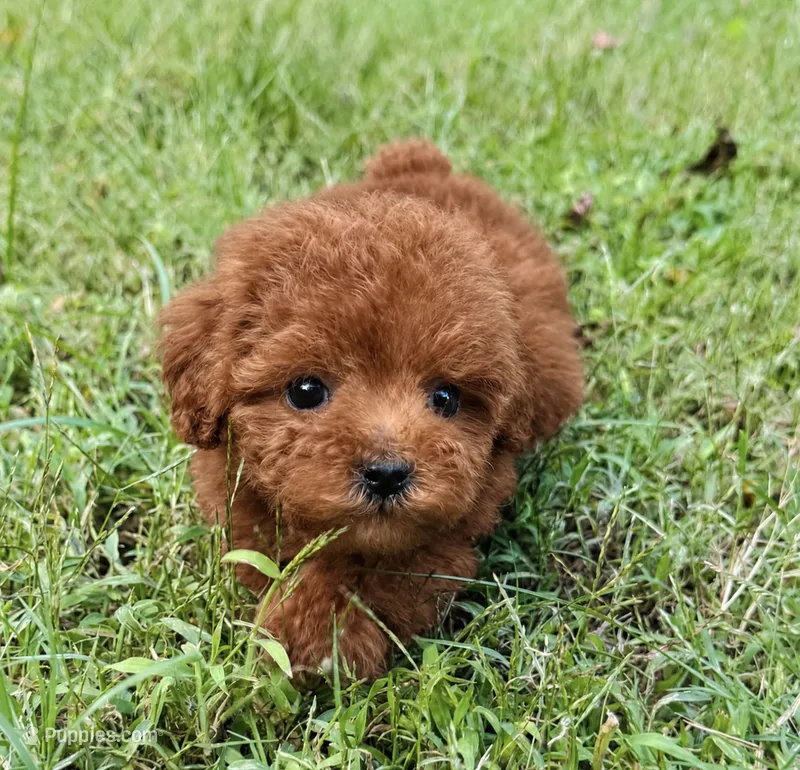 Teacup Hash Brown – Poodle - Toy  puppy for sale in Jonesboro, GA