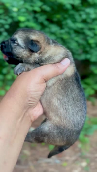 Raksha, a female German Shepherd Dog for sale in Jonesboro, GA – 3 of 3