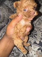 AKC TEACUP Angel, a female Poodle - Toy  for sale in Jonesboro, GA – 3 of 5