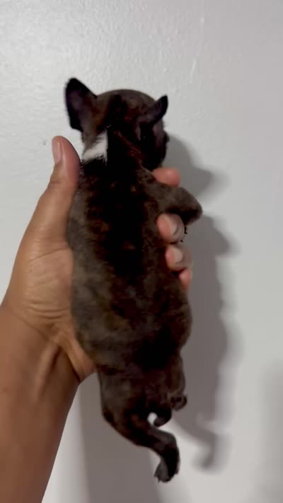 Squidward, a male American Bully for sale in Jonesboro, GA – 5 of 5