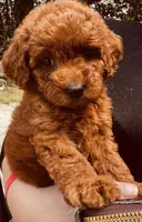 Hash Brown, a female Poodle - Toy  for sale in Jonesboro, GA – 2 of 2