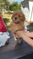 Stumpy, a male Poodle - Toy  for sale in Jonesboro, GA – Photo 3 of 3