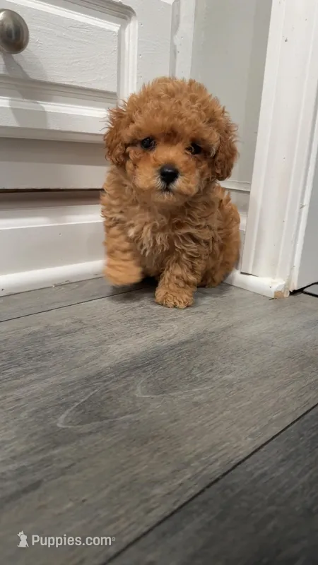 Stumpy – Poodle - Toy  puppy for sale in Jonesboro, GA