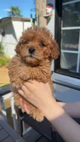 Stumpy, a male Poodle - Toy  for sale in Jonesboro, GA – Photo 2 of 3
