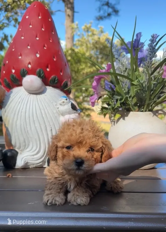 Stumpy – Poodle - Toy  puppy for sale in Jonesboro, GA