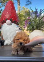 Stumpy, a male Poodle - Toy  for sale in Jonesboro, GA – Photo 1 of 3