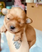 Michael Jackson, a male Shih Tzu and Poodle - Toy  for sale in Jonesboro, GA – 2 of 2
