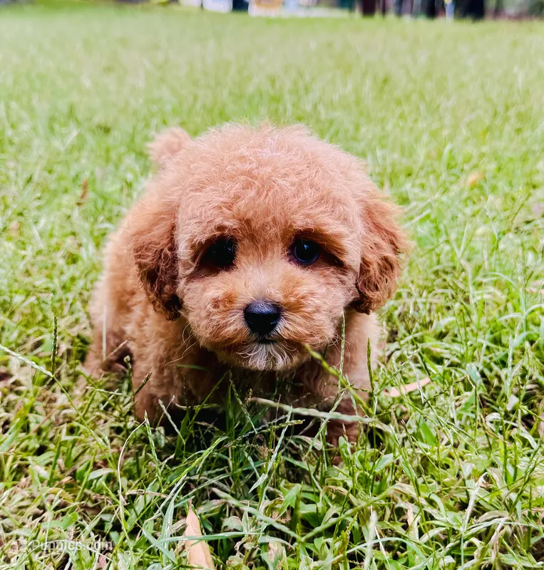 Grits – Poodle - Toy  puppy for sale in Jonesboro, GA