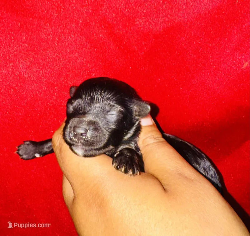 Star Girl  – Yorkipoo, Poodle - Toy  puppy for sale in Jonesboro, GA