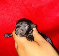 Star Girl , a female Yorkipoo and Poodle - Toy  for sale in Jonesboro, GA – 1 of 2
