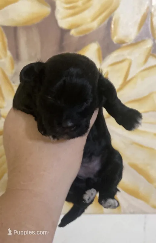 Violet – Shihpoo puppy for sale in Jonesboro, GA
