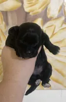 Violet, a female Shihpoo for sale in Jonesboro, GA – 1 of 1