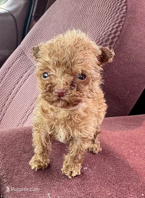 AKC TEACUP Angel – Poodle - Toy  puppy for sale in Jonesboro, GA