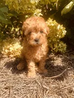 Canela, a female Poodle - Toy  for sale in Jonesboro, GA – 1 of 4