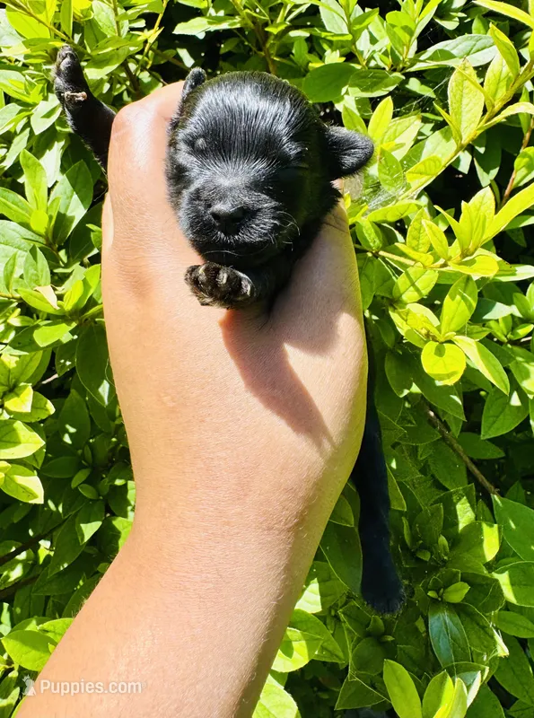 Solomon Grundy – Yorkipoo, Poodle - Toy  puppy for sale in Jonesboro, GA
