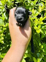 Solomon Grundy, a male Yorkipoo for sale in Jonesboro, GA – 5 of 7