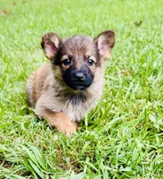 Raksha, a female German Shepherd Dog for sale in Jonesboro, GA – 2 of 7