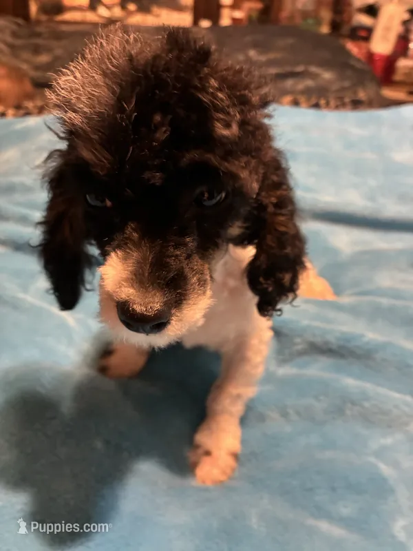 Ava – Poodle - Miniature  puppy for sale in Reidsville, NC