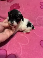 Missy, a female Poodle - Toy  for sale in Pelham, NC – 2 of 4