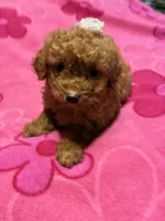 Rose, a female Poodle - Toy  for sale in Pelham, NC – 2 of 3