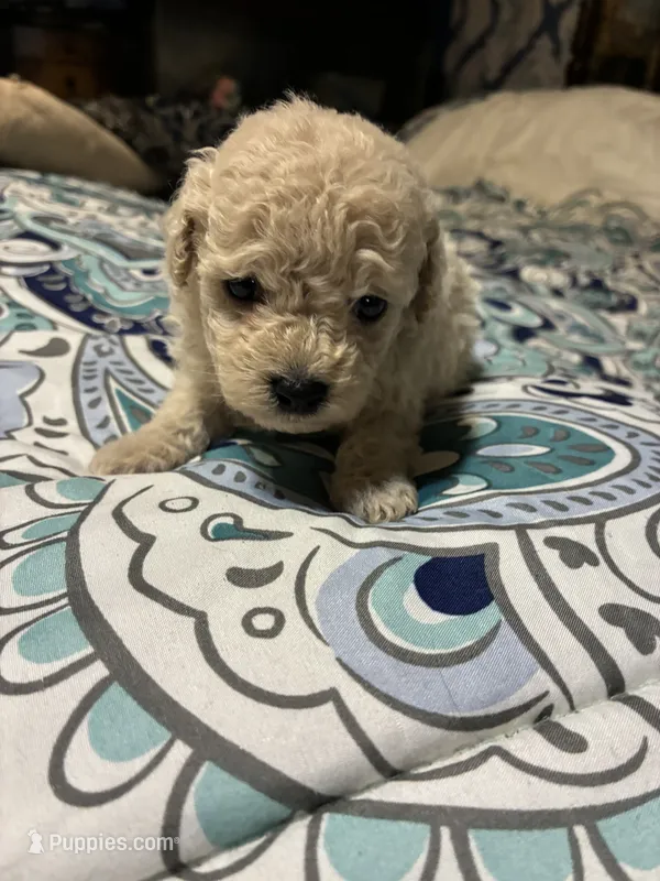 Cotton – Poodle - Toy  puppy for sale in Pelham, NC