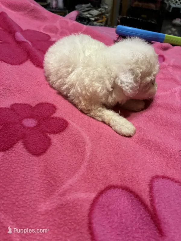 Christopher – Poodle - Toy  puppy for sale in Pelham, NC