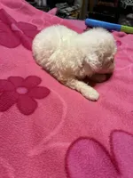 Christopher, a male Poodle - Toy  for sale in Pelham, NC – 1 of 2