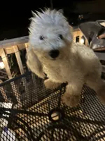 Max, a male Poodle - Miniature  for sale in Pelham, NC – 4 of 5
