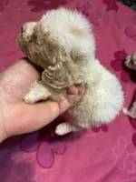 Chrissy, a female Poodle - Toy  for sale in Pelham, NC – 3 of 4