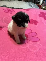 Missy, a female Poodle - Toy  for sale in Pelham, NC – 3 of 4