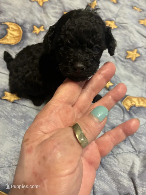 Shadow – Poodle - Toy  puppy for sale in Reidsville, NC