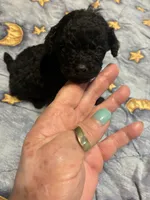 Shadow, a male Poodle - Toy  for sale in Reidsville, NC – 1 of 3